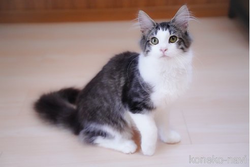 成約済の愛知県のノルウェージャンフォレストキャット-101458の9枚目